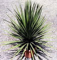 Cordyline australis